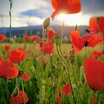 Sophia Kaernten * Strassburg