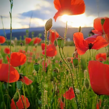 Sophia Straßburg Kärnten * Straßburg in Kärnten