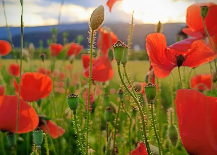 Sophia Kaernten * Straßburg in Kärnten